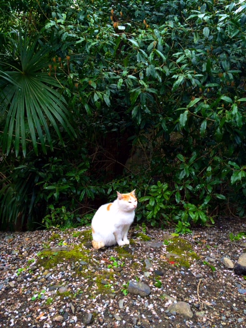 Keep your eyes open for temple cats!  I always seem to stumble upon at least one while visiting a temple or shrine. Hopefully they're good luck!