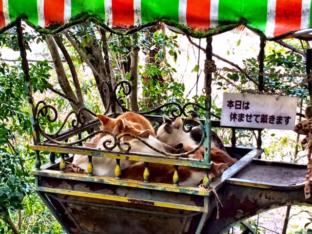 Japan loves cats. Like, really loves cats. It's hard not to feel the same way - they're so cute!